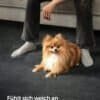 Halkfri matta i antracitgrå under soffan med hund.